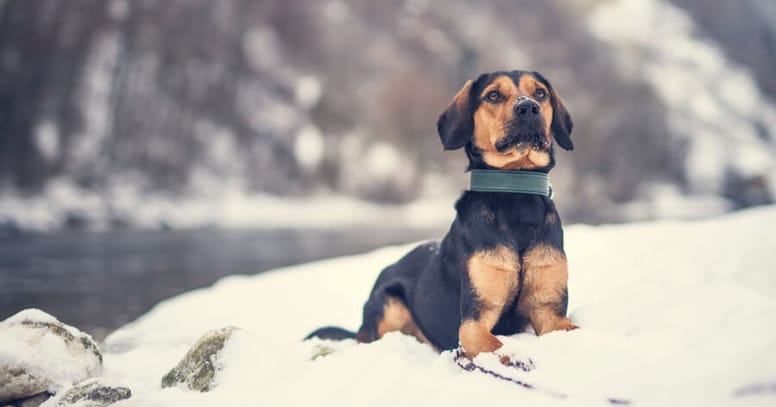 Bracke Die Sch nsten Hunde Im berblick bracke-die-sch-nsten-hunde-im-berblick